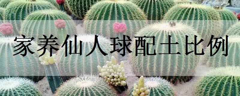 仙人球开花是什么兆头 仙人球开花好不好