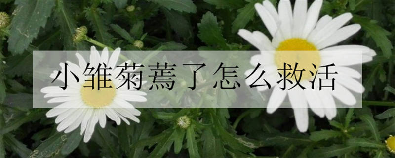 为什么说小雏菊不吉利 小雏菊适合送人吗