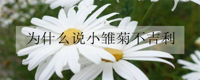 为什么说小雏菊不吉利 小雏菊适合送人吗