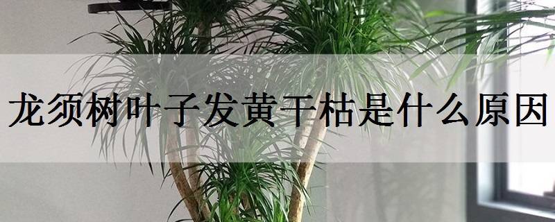 龙须树的寓意与风水 龙须树应该怎么摆放