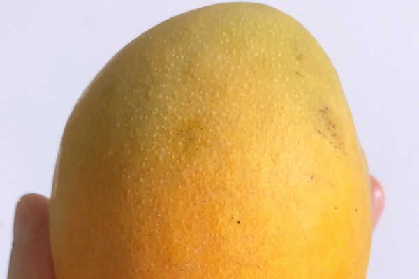 芒果需要什么样的生长环境 芒果养殖技巧