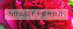 牡丹的花语是什么 牡丹应该怎么养殖