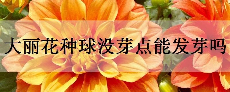 大丽花的寓意和象征是什么 大丽花花语