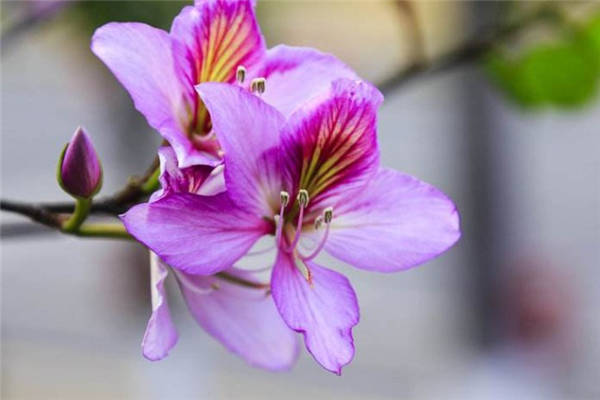 紫荆花的寓意及花语 紫荆花代表了什么