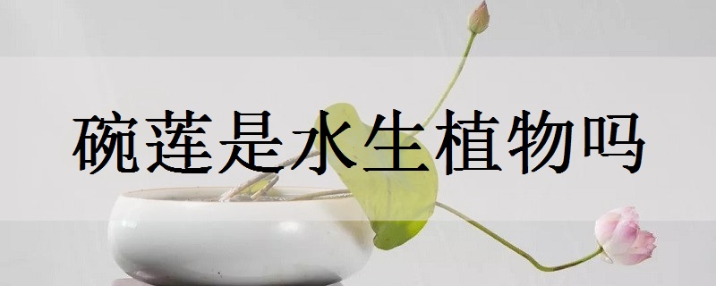 碗莲寓意是什么 碗莲的花语介绍