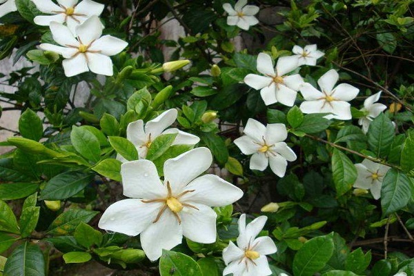 栀子花的花语是什么 栀子花长什么样