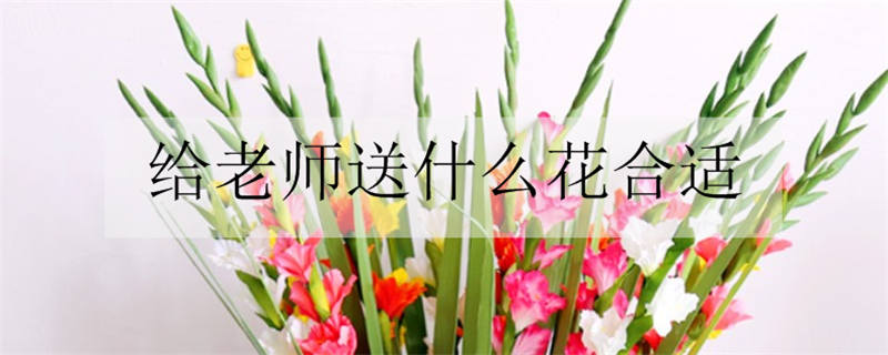 学生送老师选择什么花？教师节送什么花最合适？