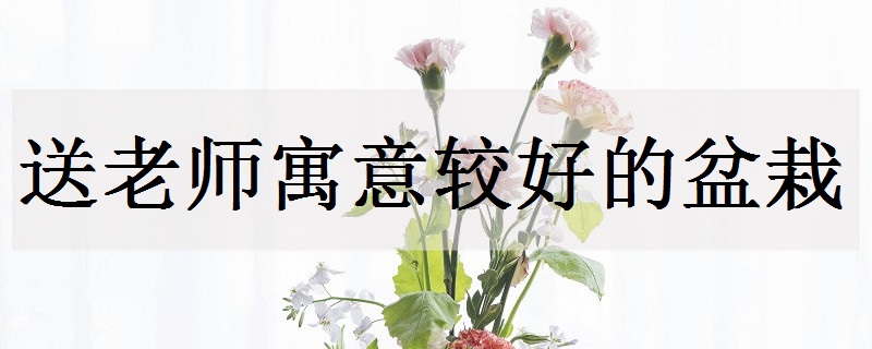 学生送老师什么鲜花比较好？教师节最适合送老师的花推荐？教师节最适合送老师的花推荐 教师节最适合送老师的花