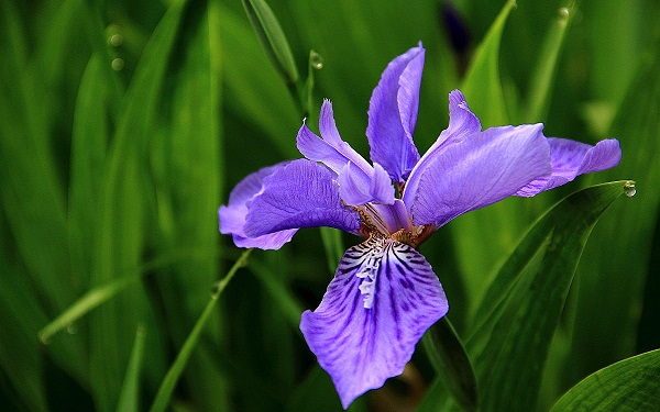 花语比较虐心的花 哪些花语比较悲伤