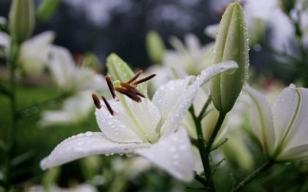 花语比较虐心的花 哪些花语比较悲伤