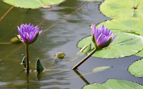 花语比较虐心的花 哪些花语比较悲伤