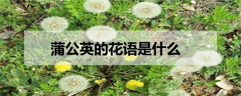 花语比较虐心的花 哪些花语比较悲伤