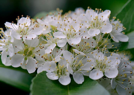石楠花的花语是什么 石楠花介绍