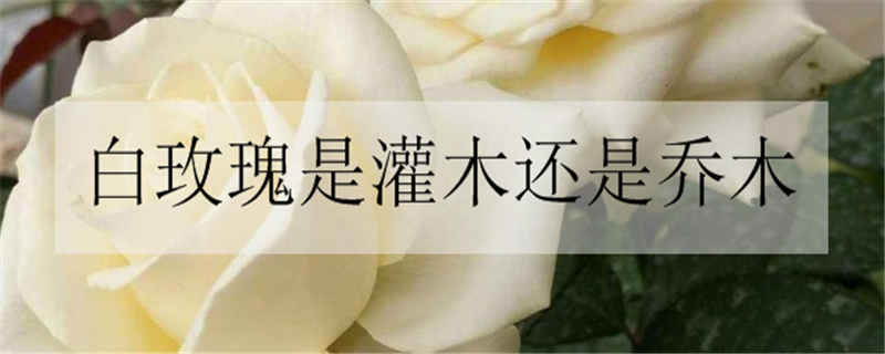 白色玫瑰代表什么 白玫瑰的花语是什么