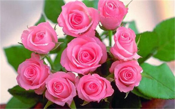 粉玫瑰适合送什么人 可以送给女朋友吗