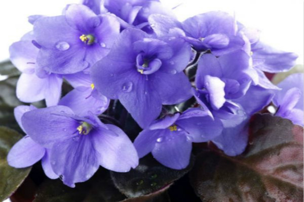 紫罗兰花语是什么 适合送给哪些人
