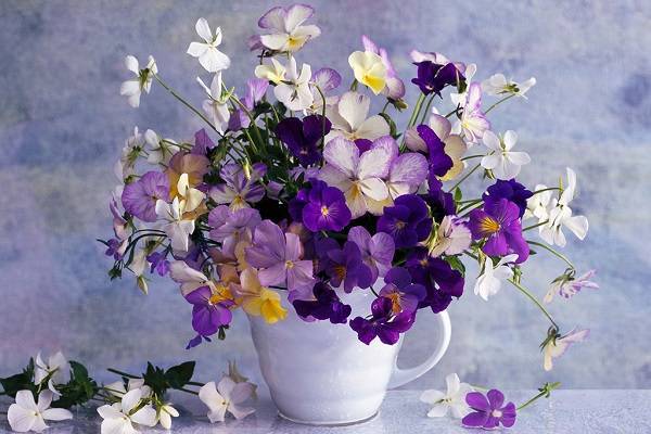 紫罗兰花语是什么 适合送给哪些人