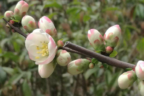 海棠花寓意是什么意思 可以象征爱情吗