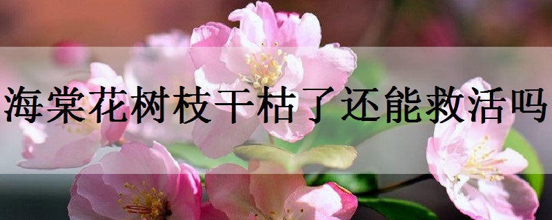 海棠花寓意是什么意思 可以象征爱情吗