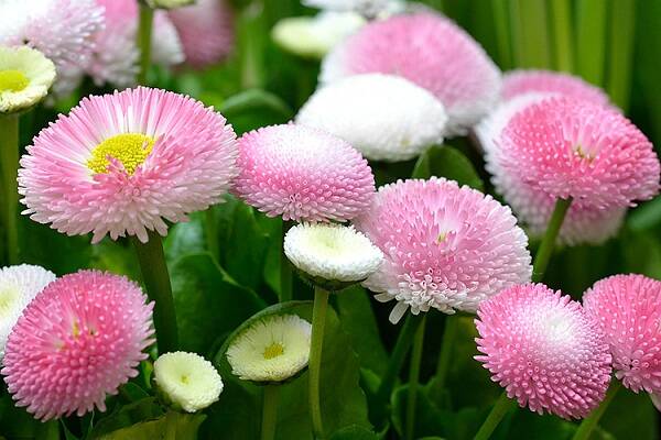 小雏菊的花语和寓意 适合送给哪些人