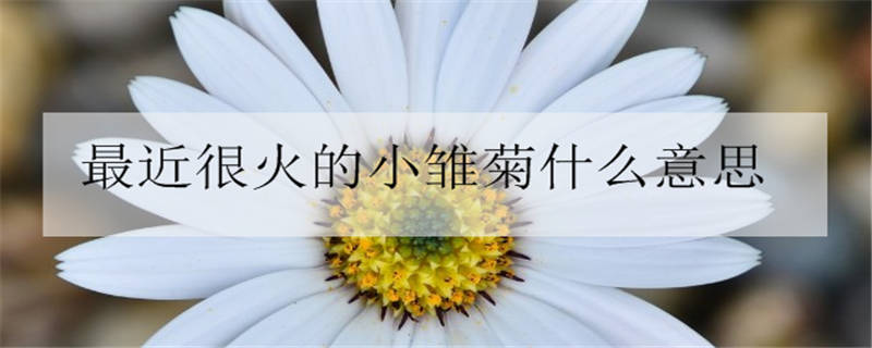 小雏菊的花语和寓意 适合送给哪些人