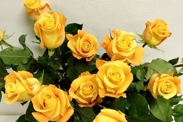 黄玫瑰代表什么意思 送给女友表达的寓意