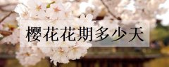 <b>樱花花语是什么 象征寓意有哪些</b>