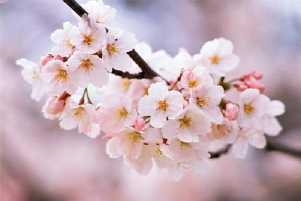 樱花花语是什么 象征寓意有哪些