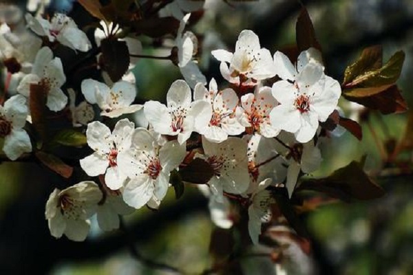 樱花花语是什么 象征寓意有哪些