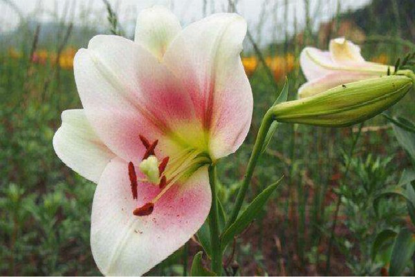 百合花的花语和寓意 有哪些象征意义