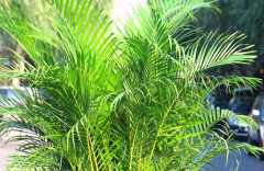 凤尾竹需要什么土壤种植 养护时应该注意些什么
