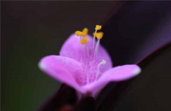 紫罗兰花在家里怎么养 插水里活多久
