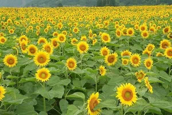 适合送老师的花 花语是什么