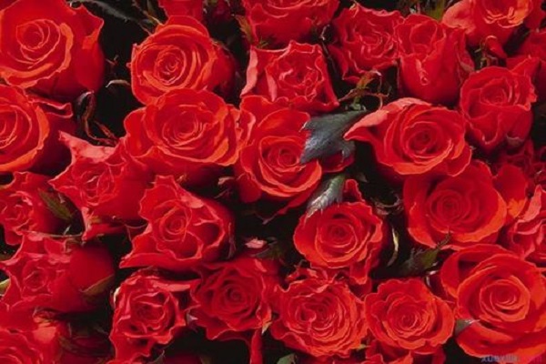 玫瑰花的花语是什么 有哪些不同寓意