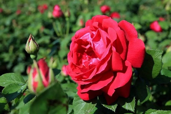 玫瑰花的花语是什么 有哪些不同寓意