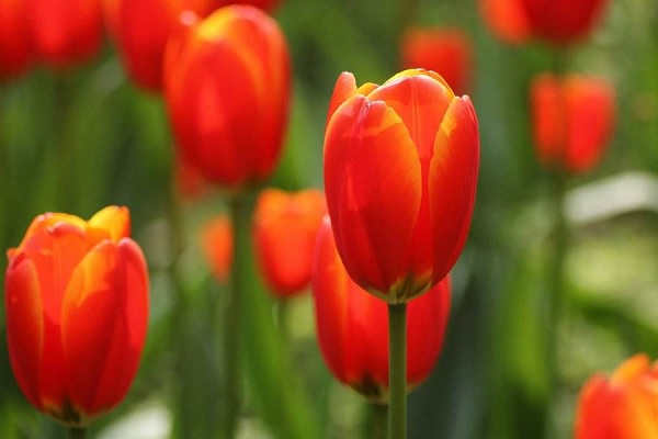 郁金香花语和寓意 适合送给哪些人