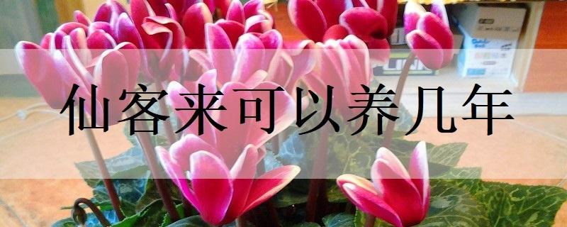 仙客来花语和寓意 可以送给哪些人