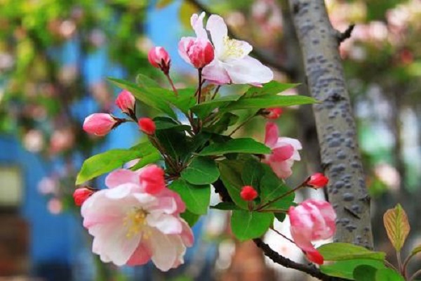 海棠花花语及寓意 有哪些象征意义