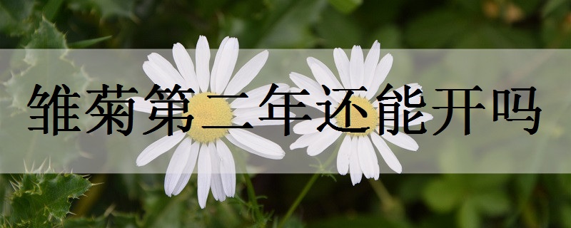 不同颜色雏菊的花语 有哪些美好寓意