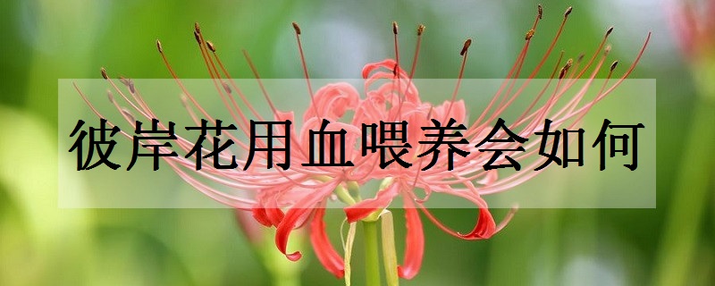 彼岸花的花语是什么 有哪些传说