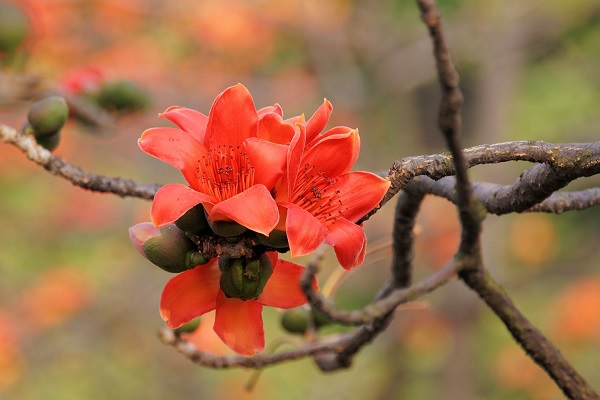 木棉花花语是什么 有哪些寓意