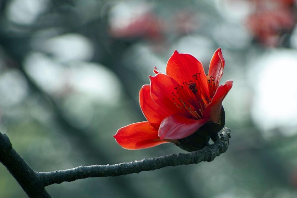 木棉花花语是什么 有哪些寓意