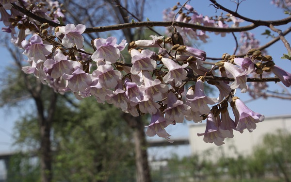 泡桐花的花语是什么