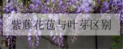 紫藤花的花语是什么 有哪些传说