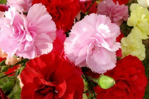 康乃馨不同颜色的花语 都代表什么