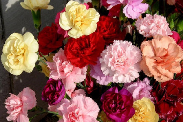康乃馨不同颜色的花语 都代表什么