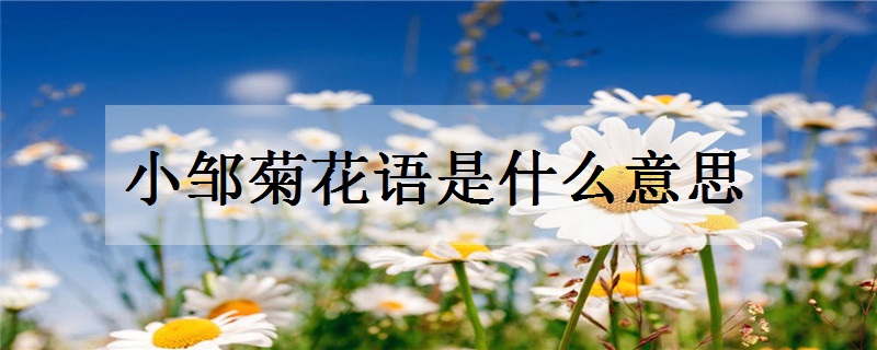 小邹菊花语是什么意思