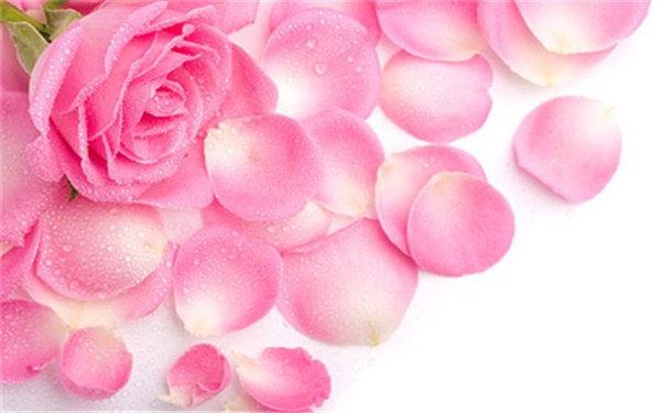 33朵粉玫瑰花语是什么 有哪些寓意