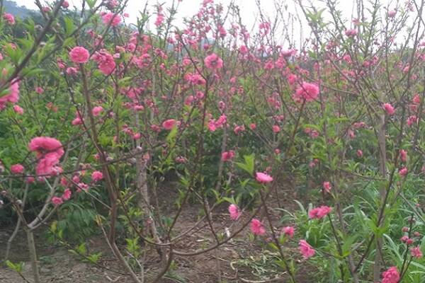 桃花的寓意和象征 在古代代表什么