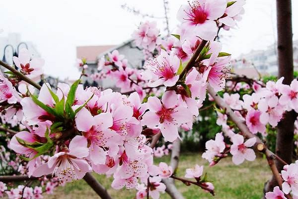 桃花的寓意和象征 在古代代表什么